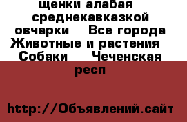 щенки алабая ( среднекавказкой овчарки) - Все города Животные и растения » Собаки   . Чеченская респ.